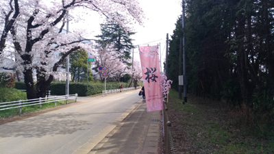 千葉県佐倉市で全国書道コンクール文部科学大臣賞受賞者田邉さくらさんが書いた「桜・さくら」