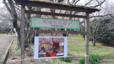 千葉県佐倉市で全国書道コンクール文部科学大臣賞受賞者が書いた「桜・さくら」城址公園