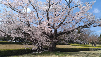 千葉県佐倉市で全国書道コンクール文部科学大臣賞受賞者が書いた「桜・さくら」