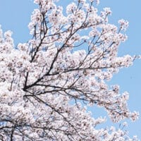 書道歳時記～桜の話土屋彩明新潟県見附市長谷川陽幸彩明書道教室