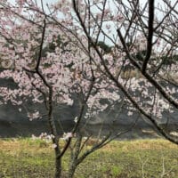 花冷えの街ペンネーム悪筆子全日本書芸文化院全書芸メンバーBLOG