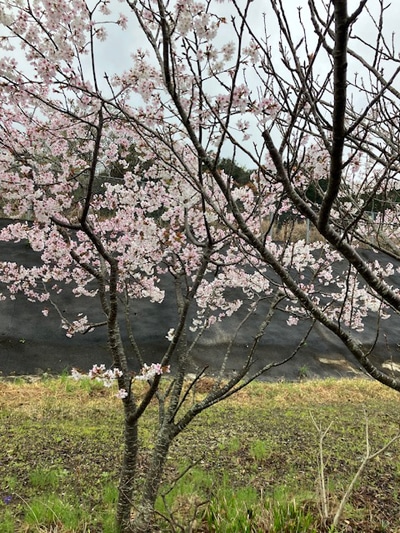 花冷えの街ペンネーム悪筆子全日本書芸文化院全書芸メンバーBLOG