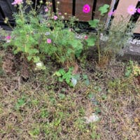 作者不詳全書芸メンバーBLOGペンネーム悪筆子