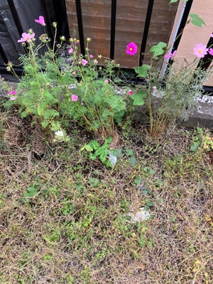 作者不詳全書芸メンバーBLOGペンネーム悪筆子