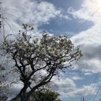 ペンネーム悪筆子全書芸メンバーBLOG全日本書芸文化院